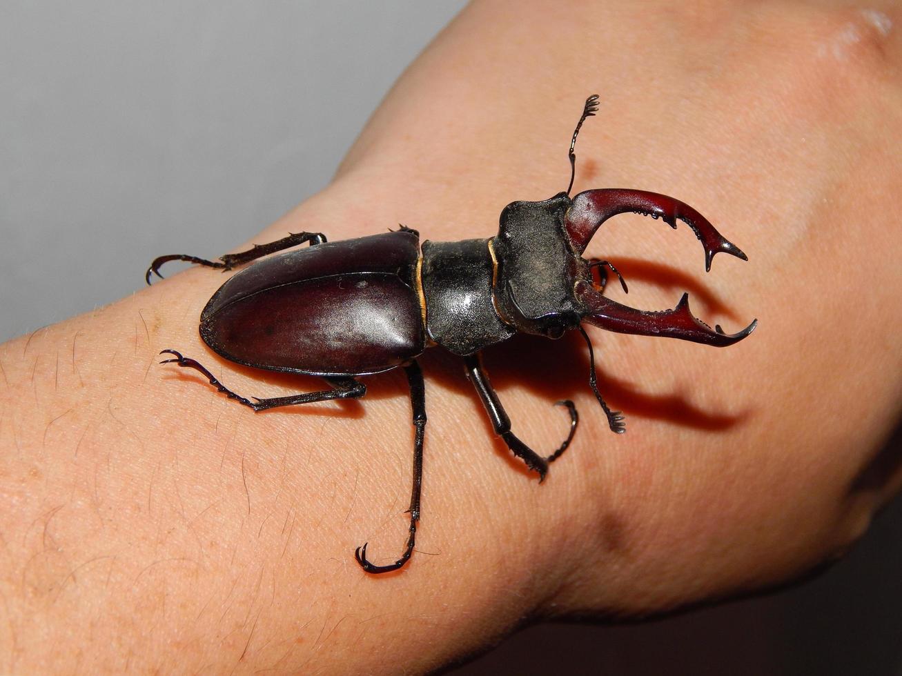 grote kever hert kever insecten foto