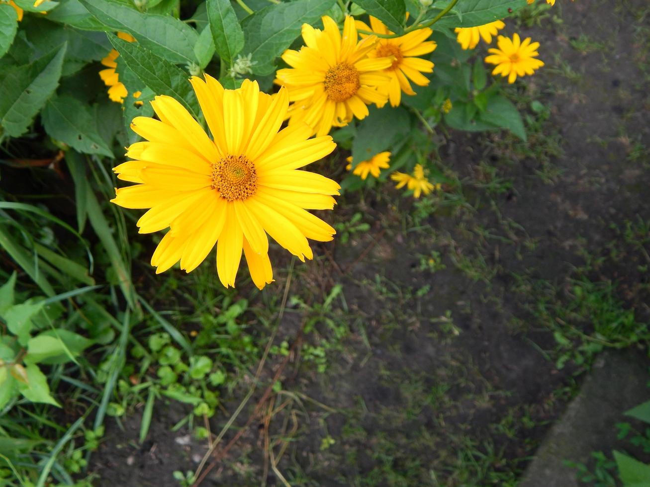 planten en bloemen in de tuin en de tuin foto