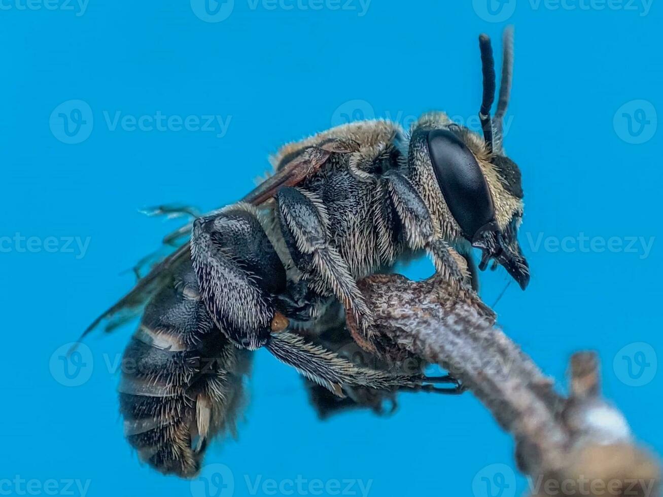 detailopname van een blauw insect in natuur foto