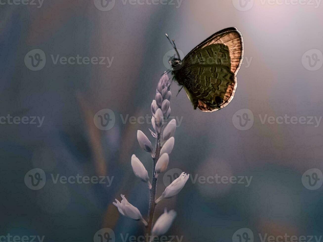 detailopname van een delicaat vlinder Aan een bloeiend bloem foto