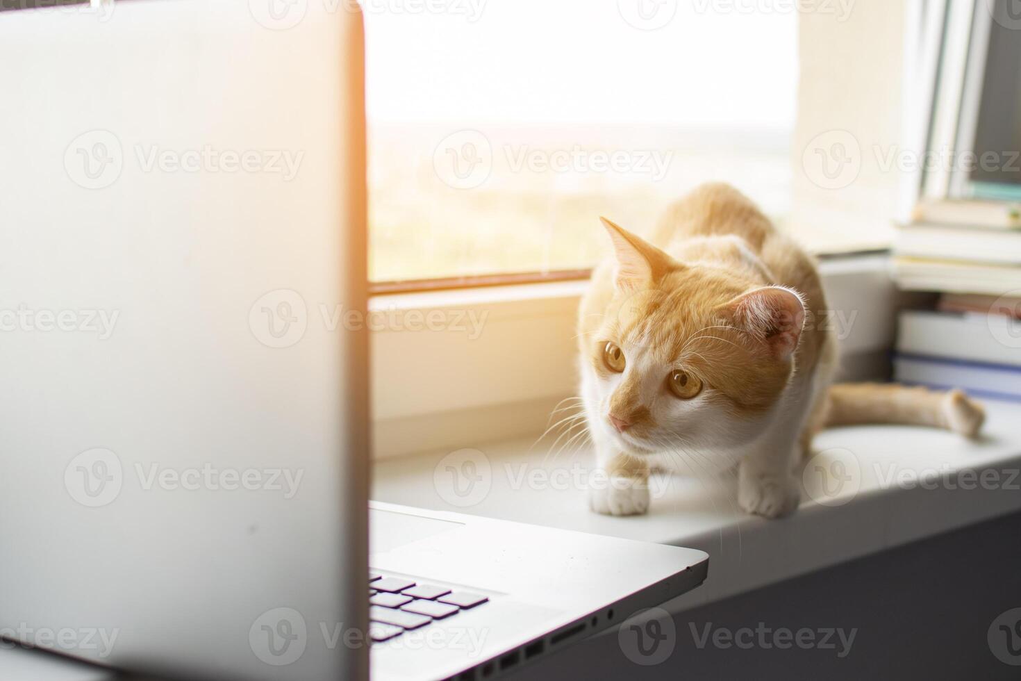 kat ligt bij het raam met een laptop en kijkt naar de monitor, het kitten gebruikt de computer foto