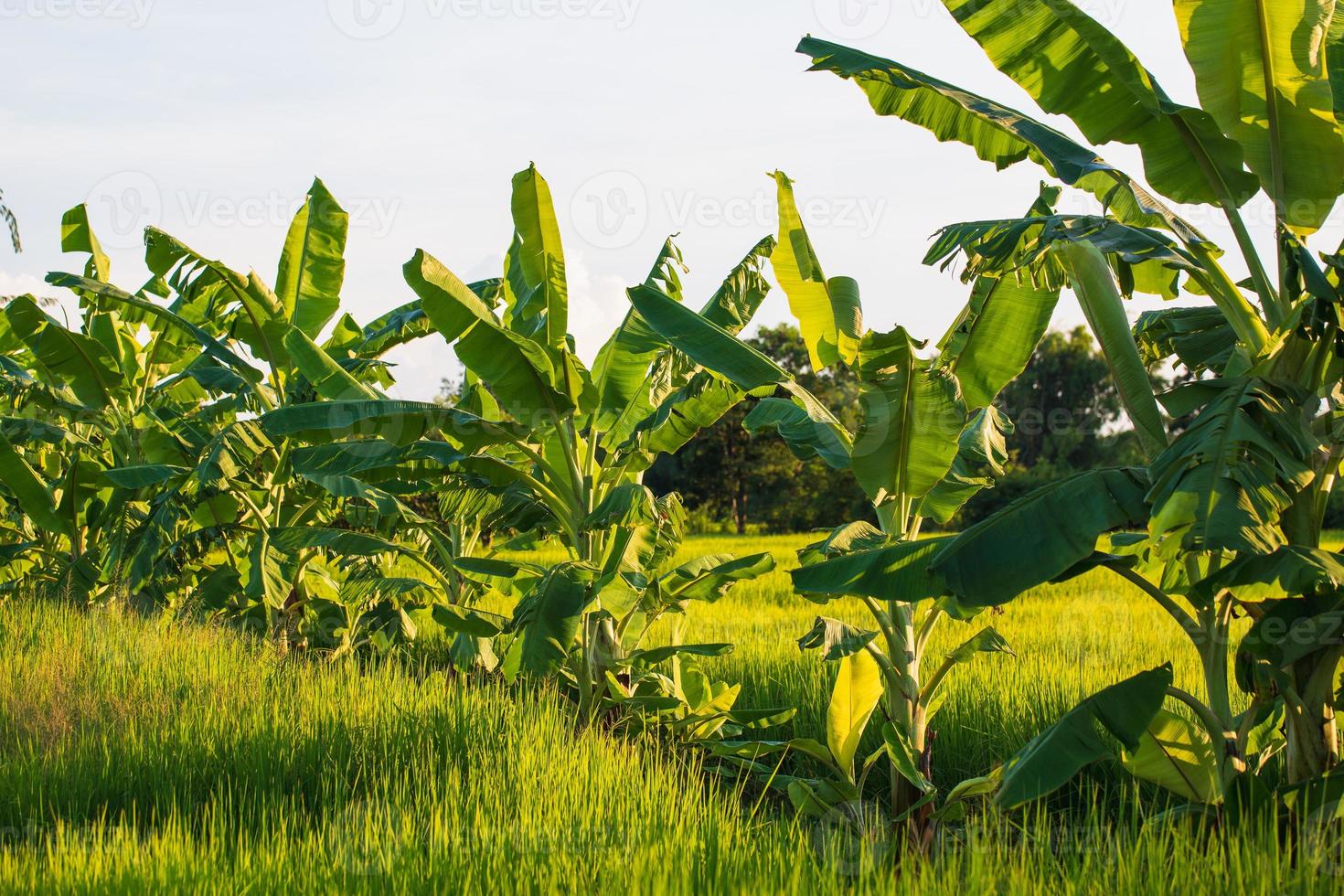 bananenbomen geplant foto