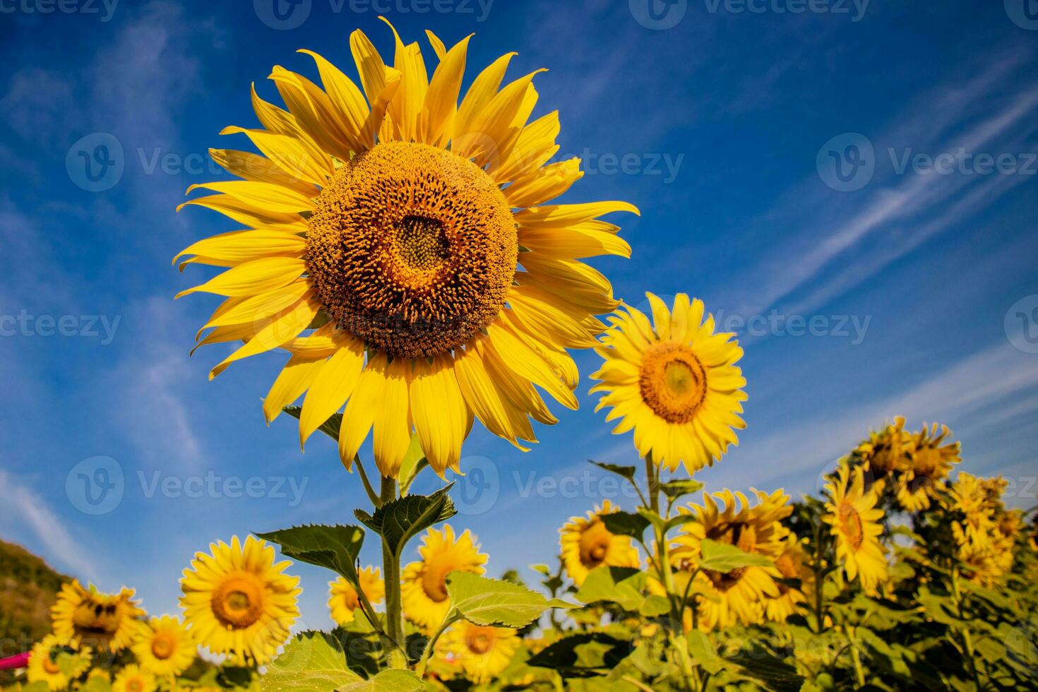 zonnebloem groeit in veld- van zonnebloemen gedurende een mooi hoor zonnig winter dag geel zonnebloemen contrast met de blauw lucht in boer tuin in Aziatisch natuurlijk achtergrond. foto