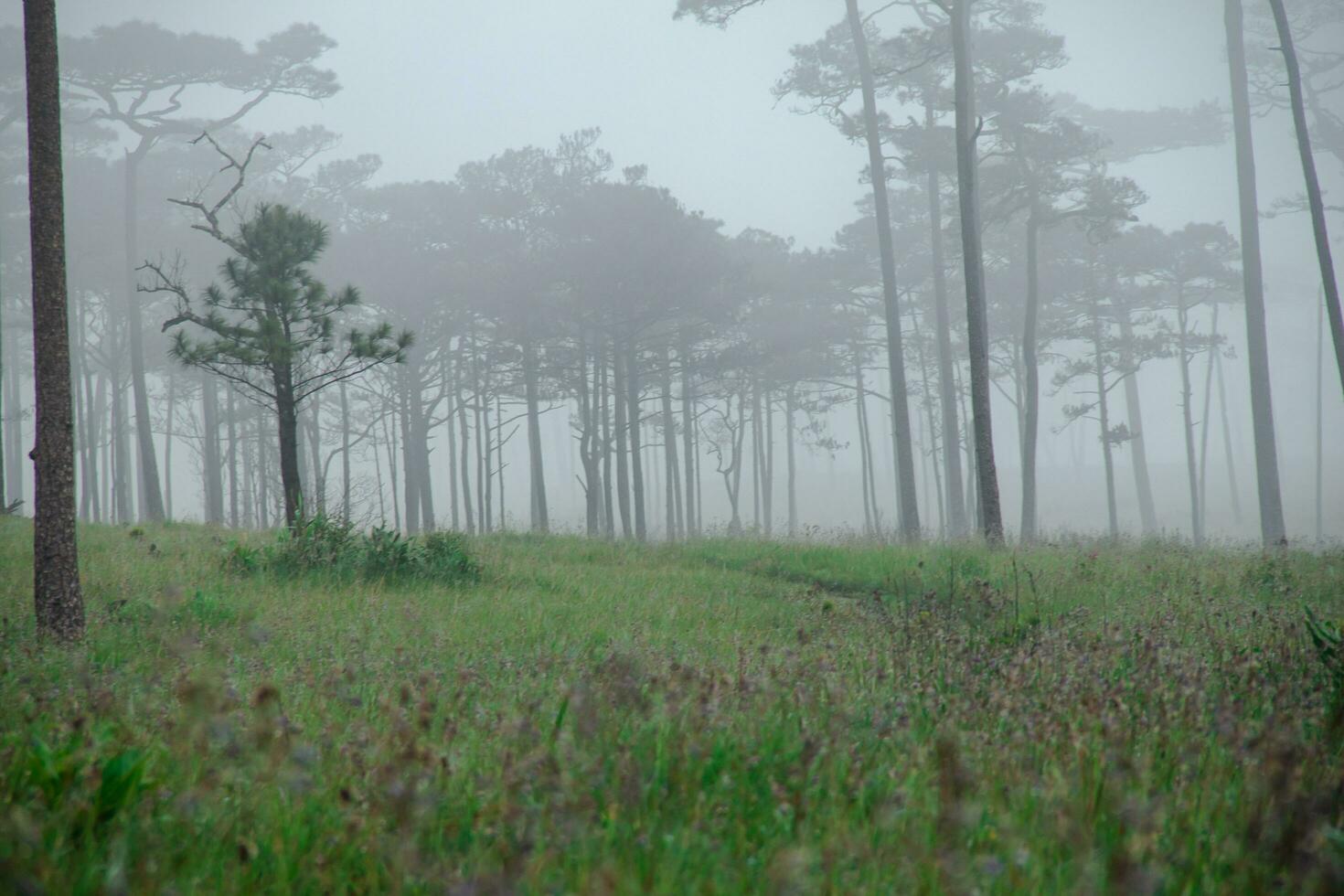 de groen grasland in de nevelig pijnboom Woud, natuurlijk foto