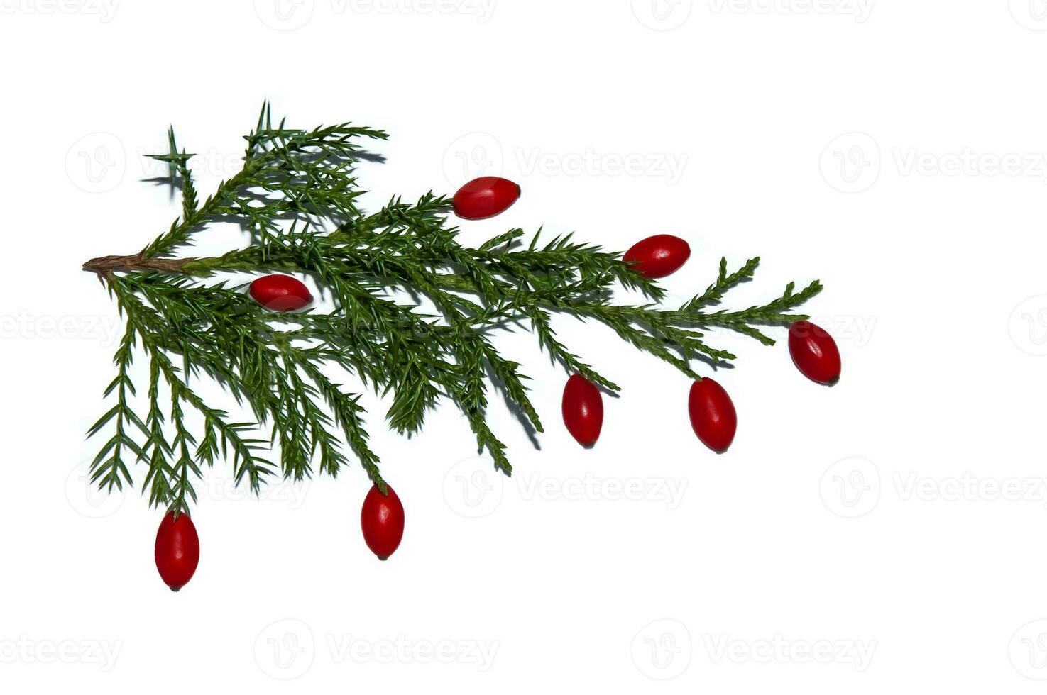 een Afdeling van natuurlijk Kerstmis boom met rood bessen berberis Aan wit achtergrond. geïsoleerd afbeelding. foto