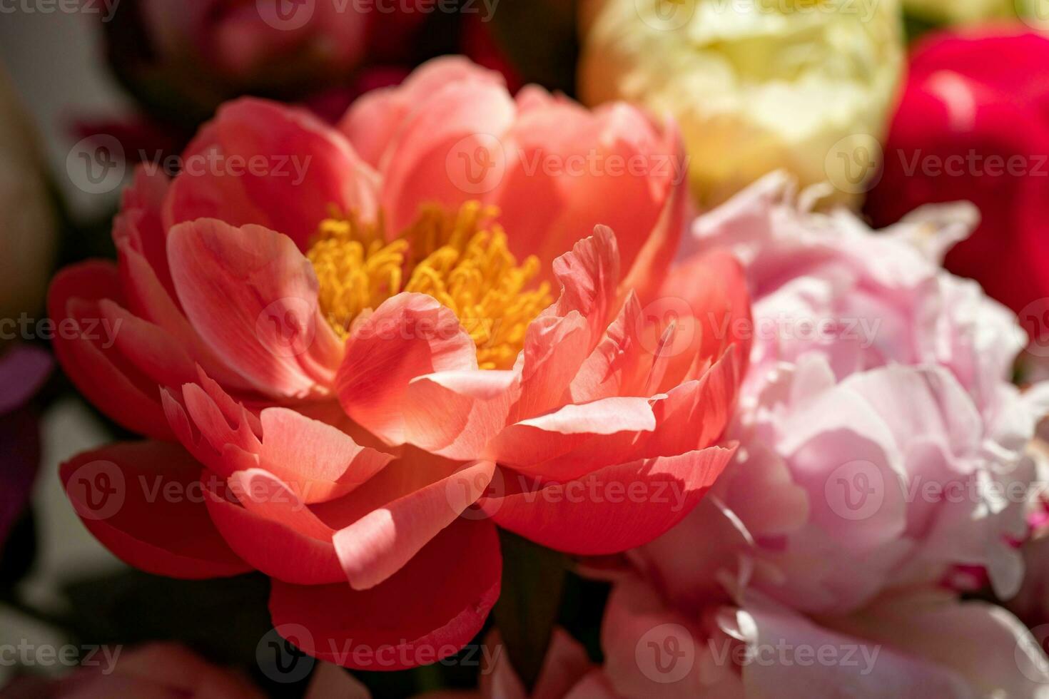 mooi pioen bloem boeket net zo bloemen achtergrond detailopname foto