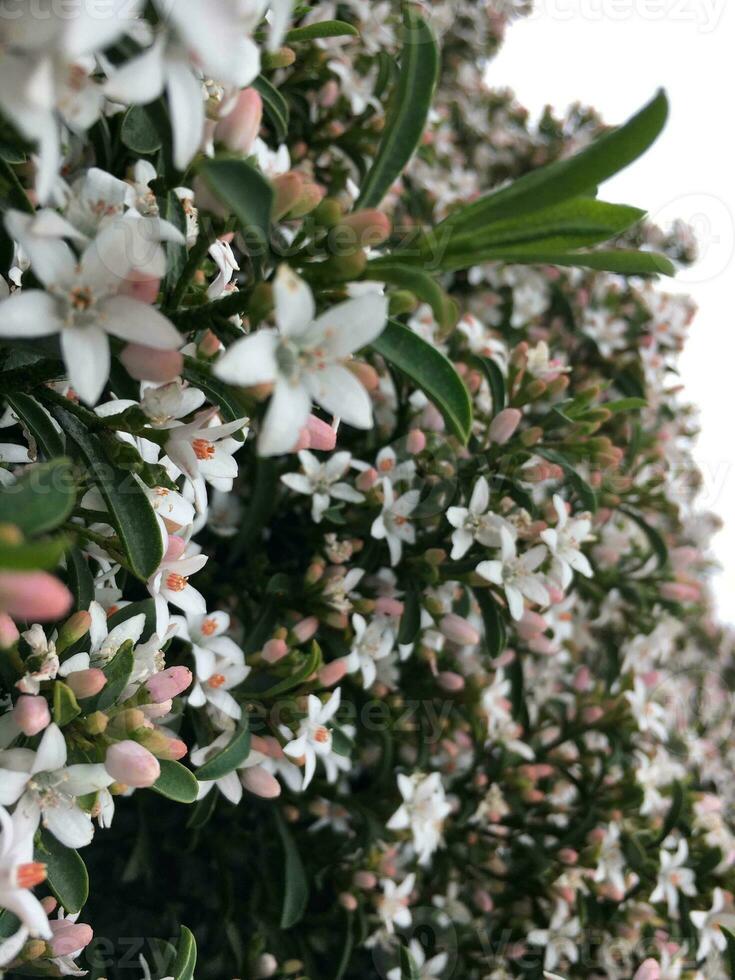 wit en roze jasmijn bloemen Aan een boom in de tuin foto