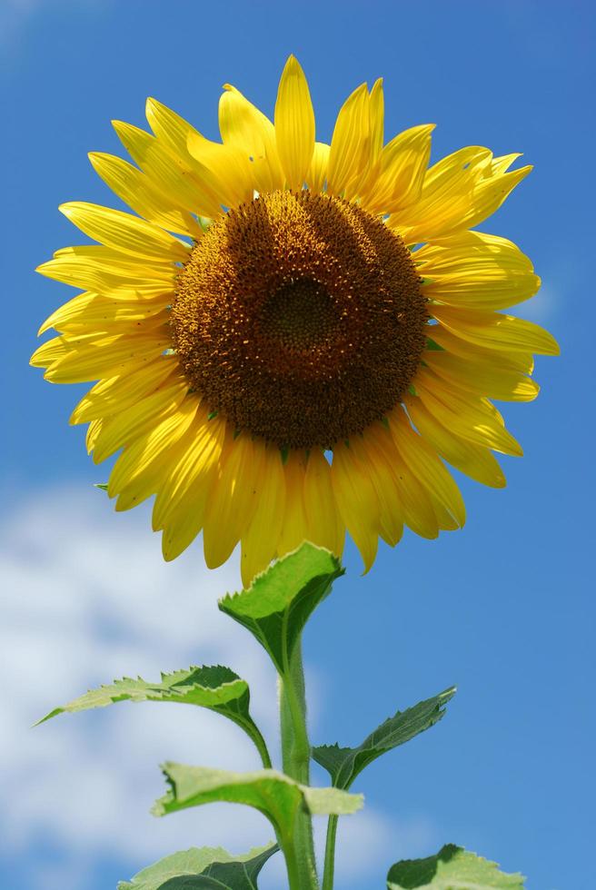 grote zonnebloem in de tuin en de blauwe lucht, thailand foto