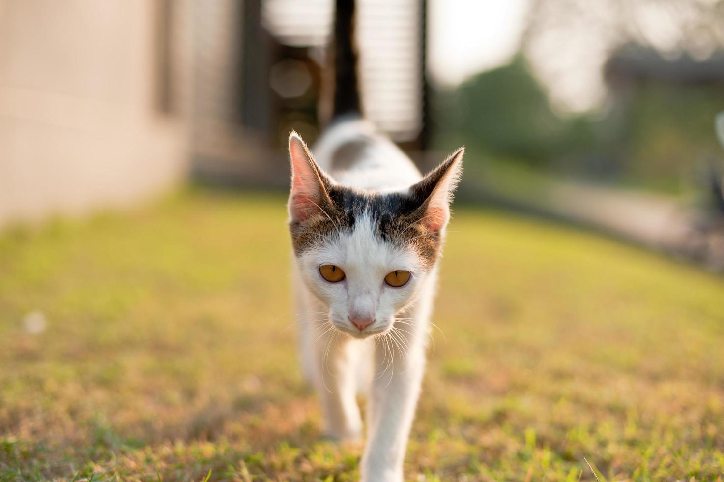 ontspannen zittende kat wit, schattig grappig foto