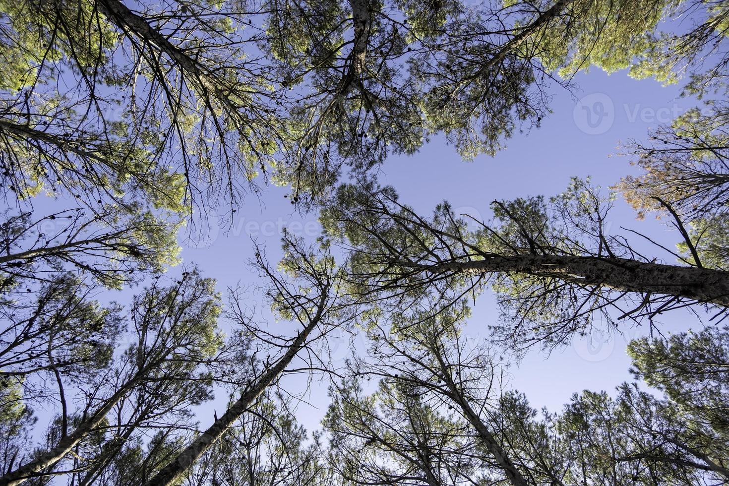 bomen van onderaf gezien foto