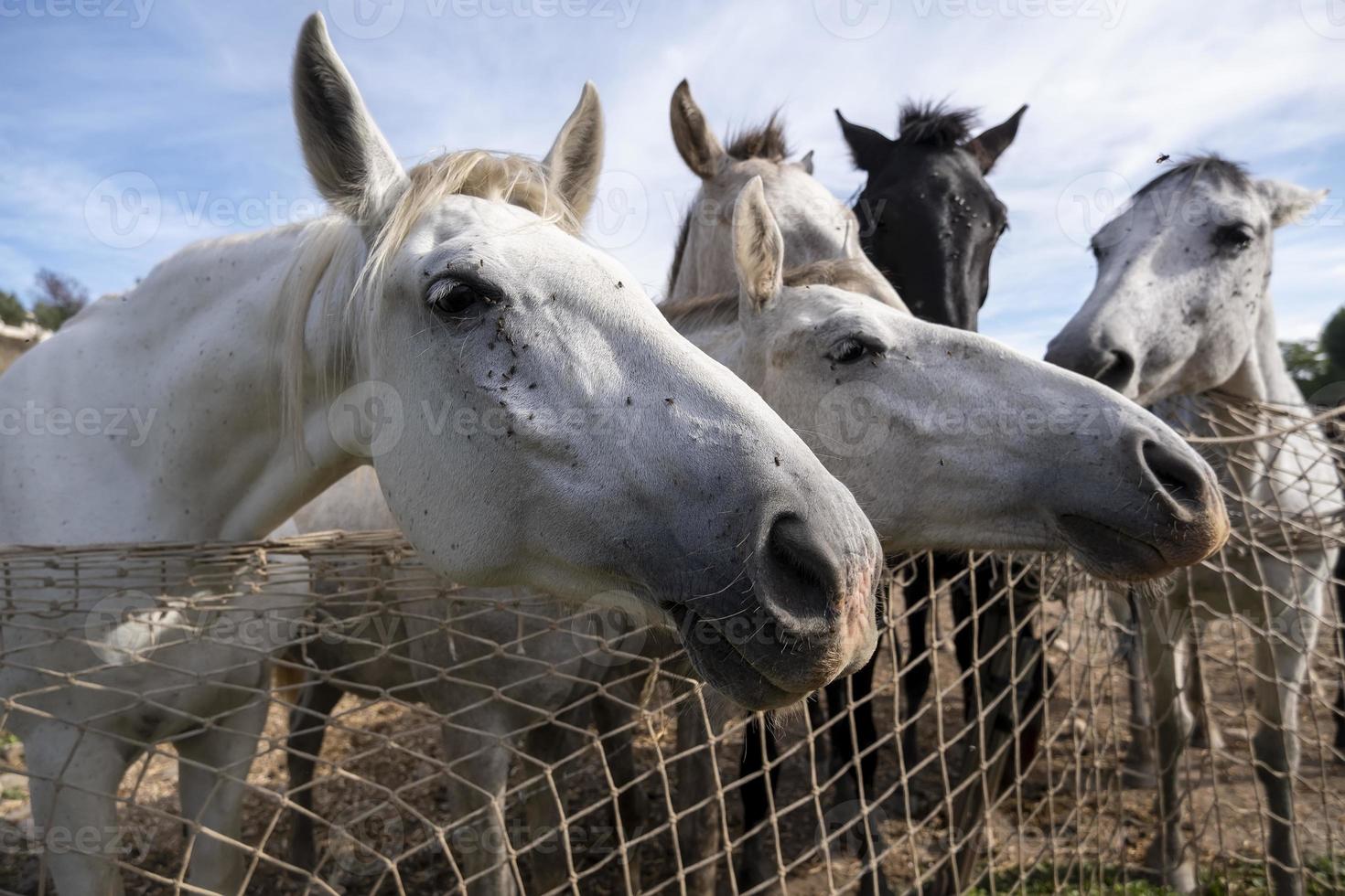 paarden eten op de boerderij foto