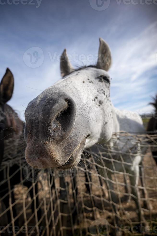 paarden eten op de boerderij foto