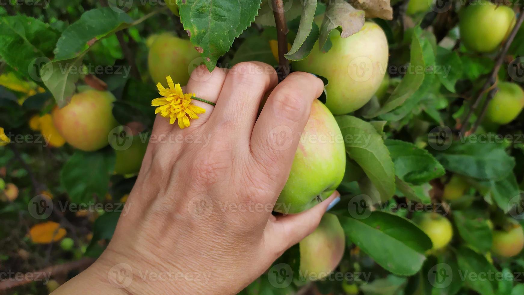 de hand van een vrouw plukt een appel van een appelboom. appels oogsten in de herfst. foto