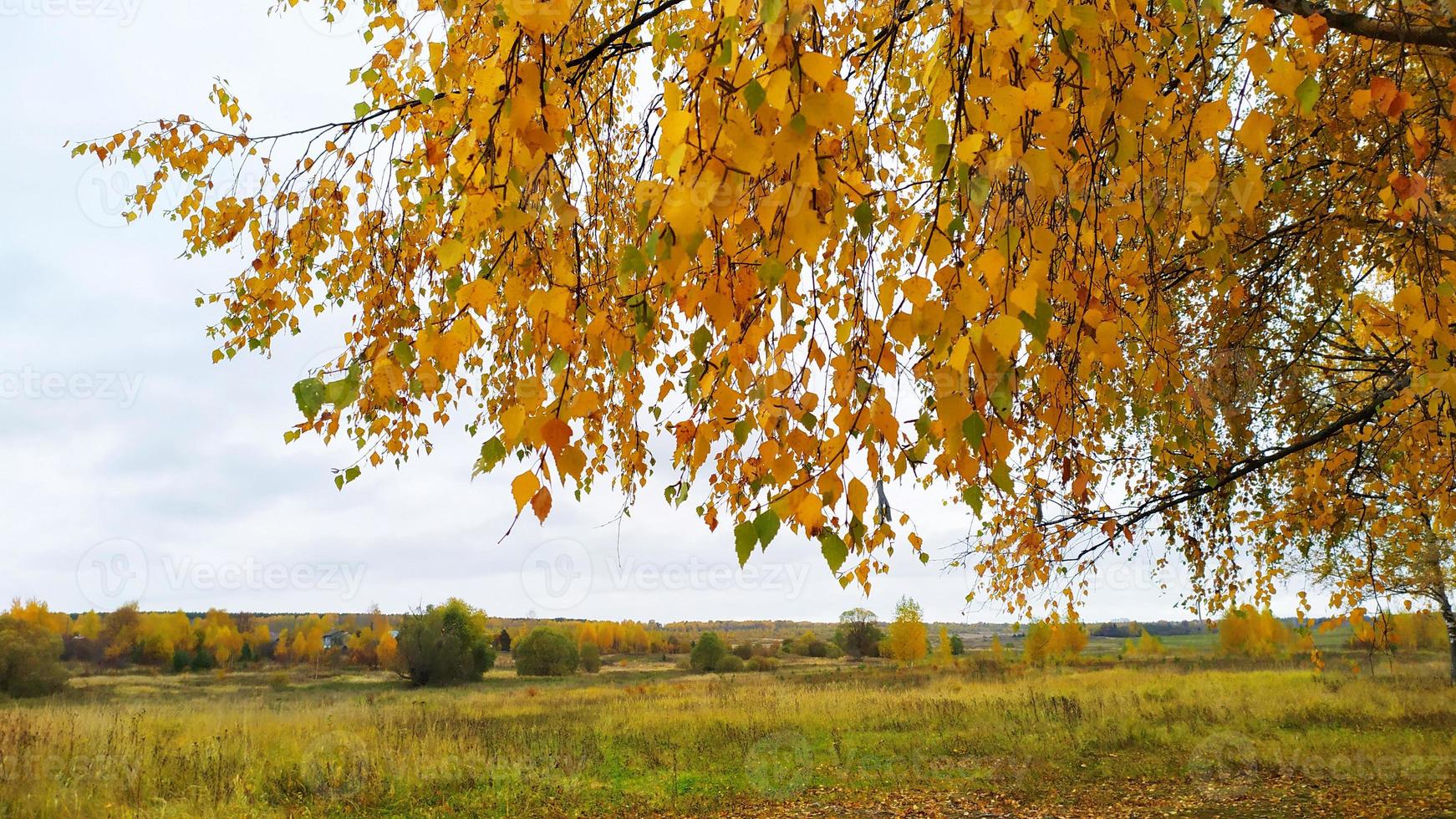 herfst landschap. heldere herfst. een tak met geel blad gebogen over de horizon. foto