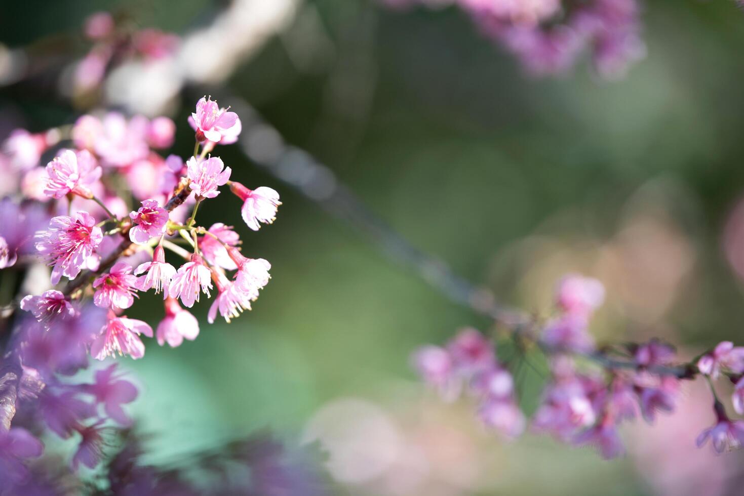 mooie roze bloemachtergrond foto