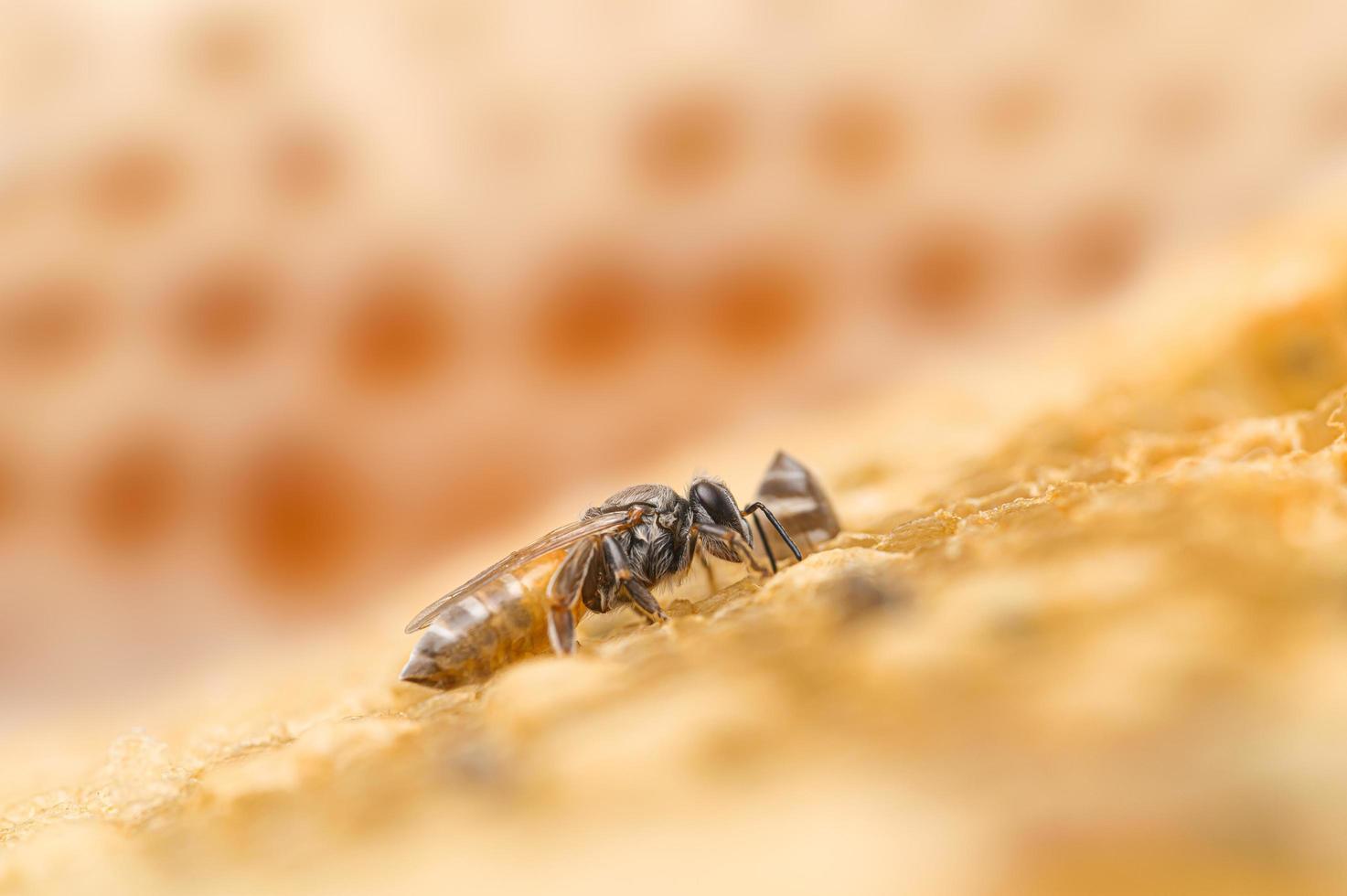 macro bij en honingraat natuur foto