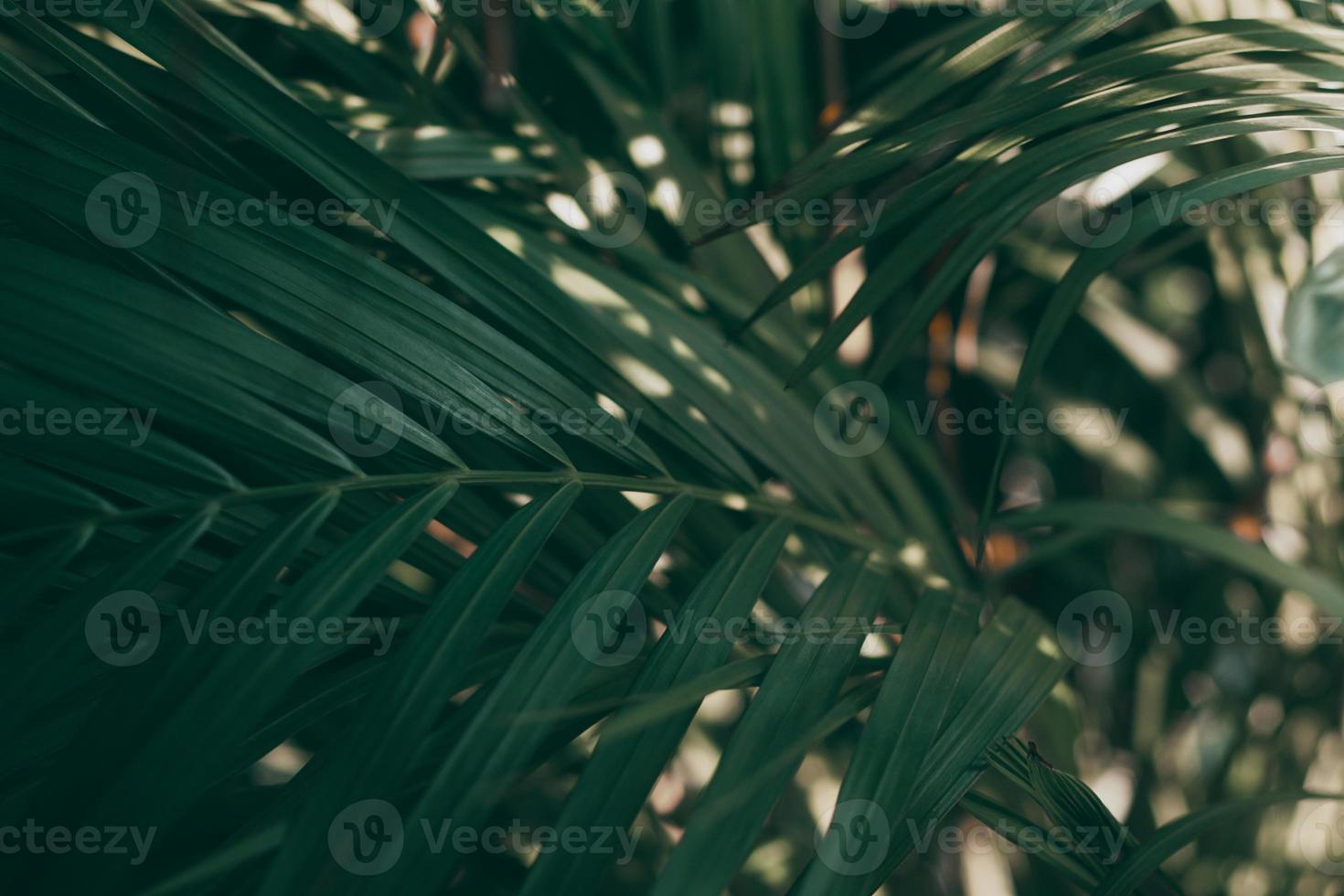 vage tropische groene bladachtergrond, donker toonthema. foto