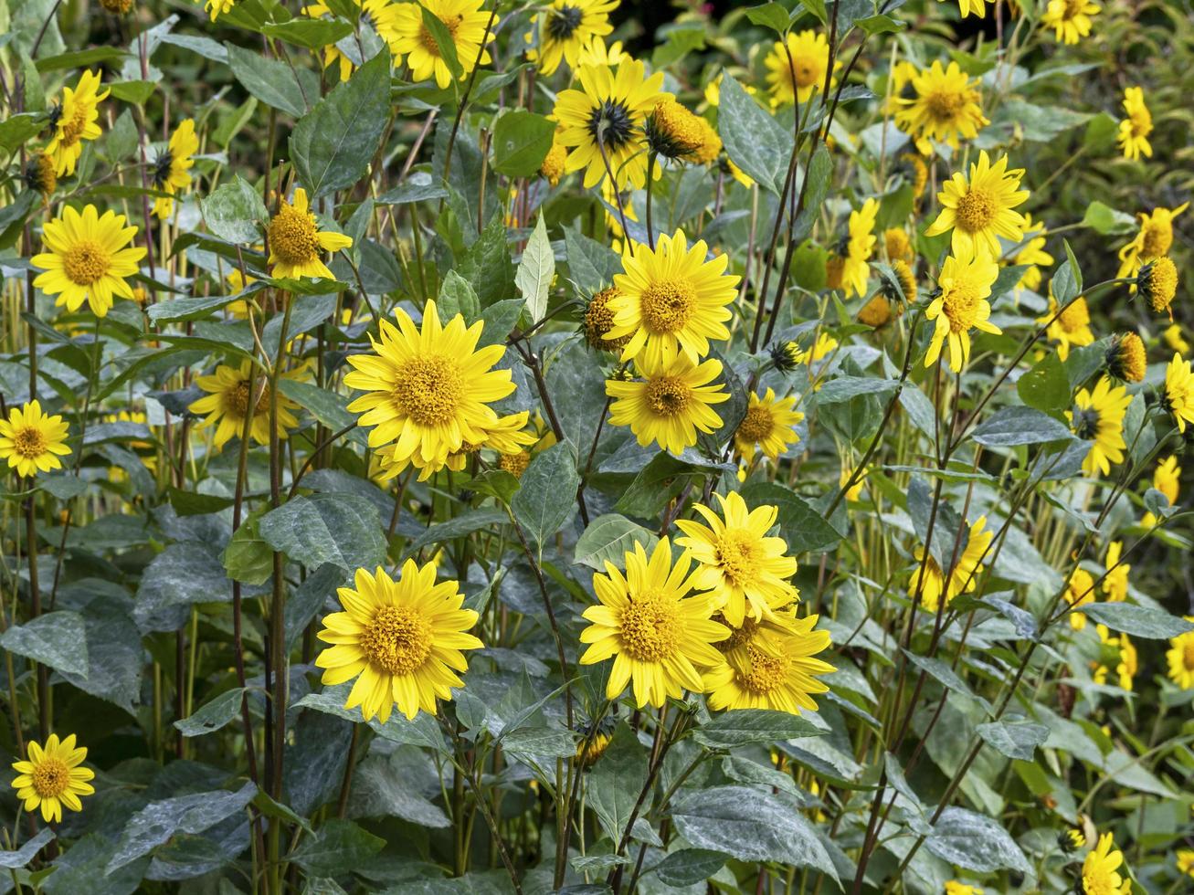 mooie gele helianthus zonnebloemen in een tuin foto