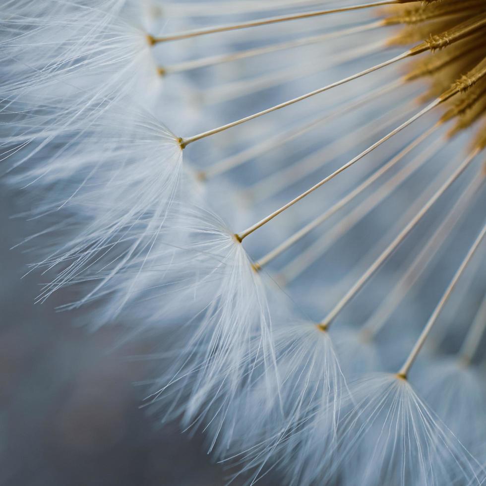 macro van het paardebloembloemzaad in de lente foto