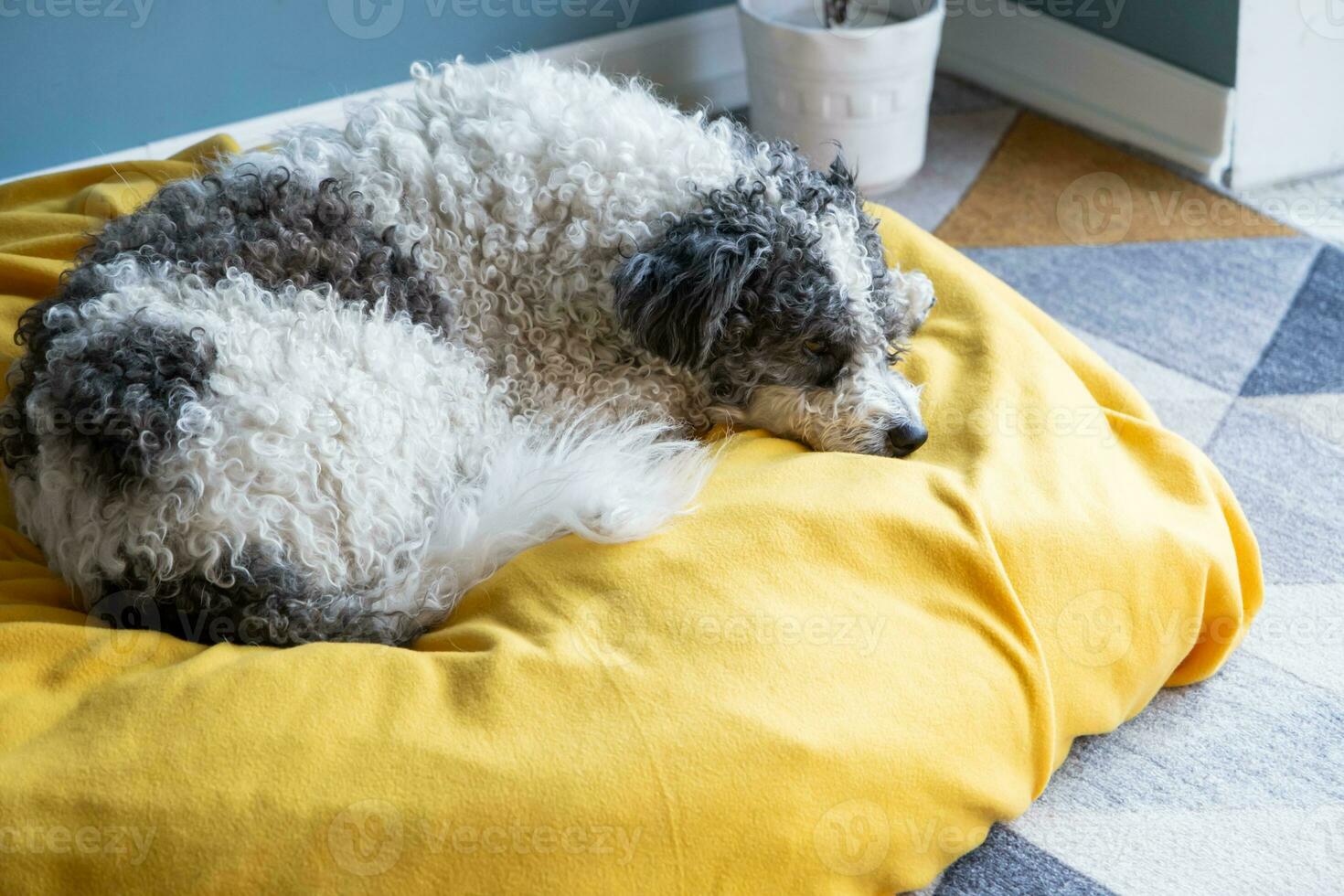 schattig bichon frise hond zittend Aan geel huisdier bed over- blauw muur achtergrond Bij huis foto