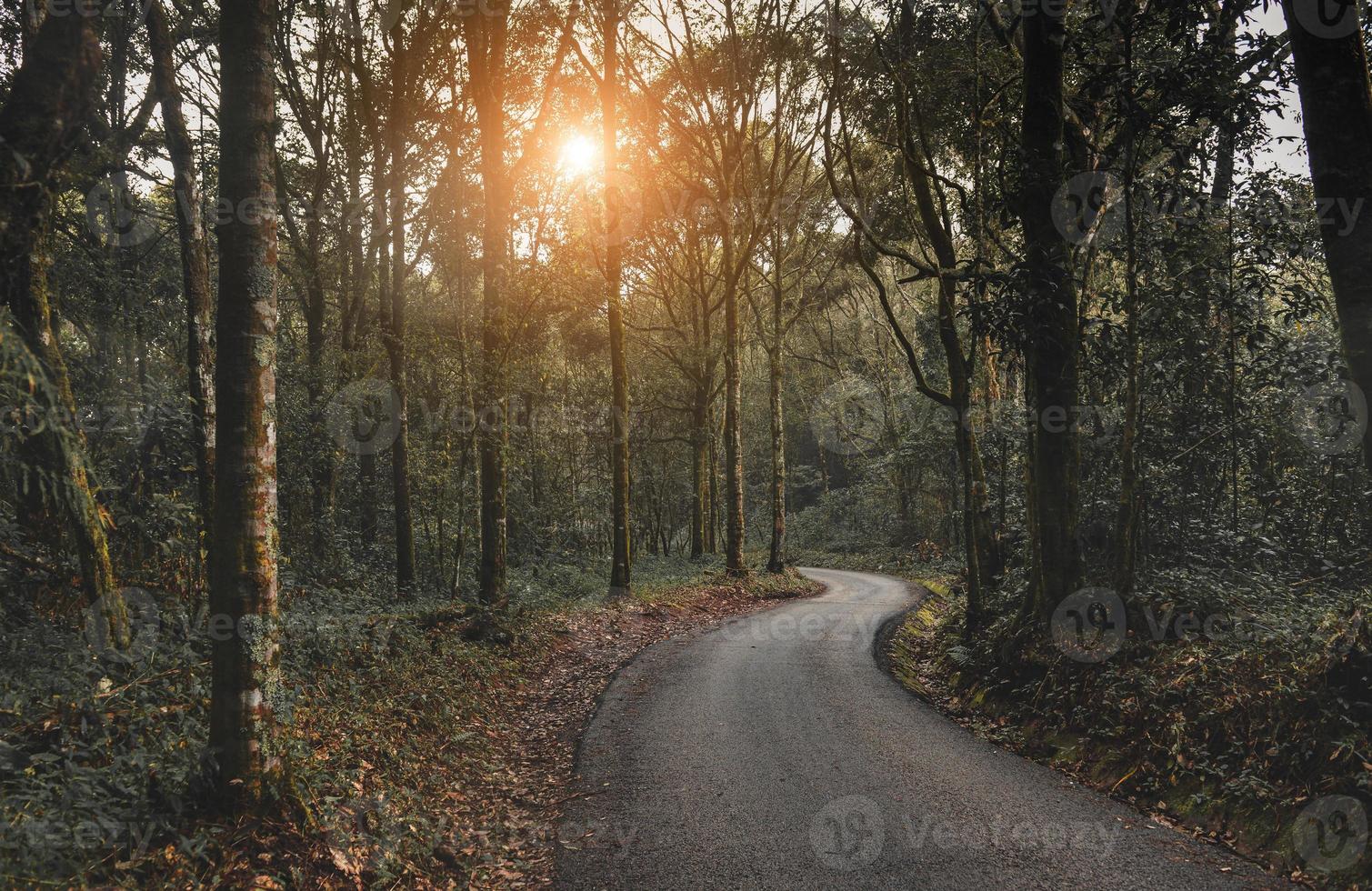 kleine weg in het bos. foto