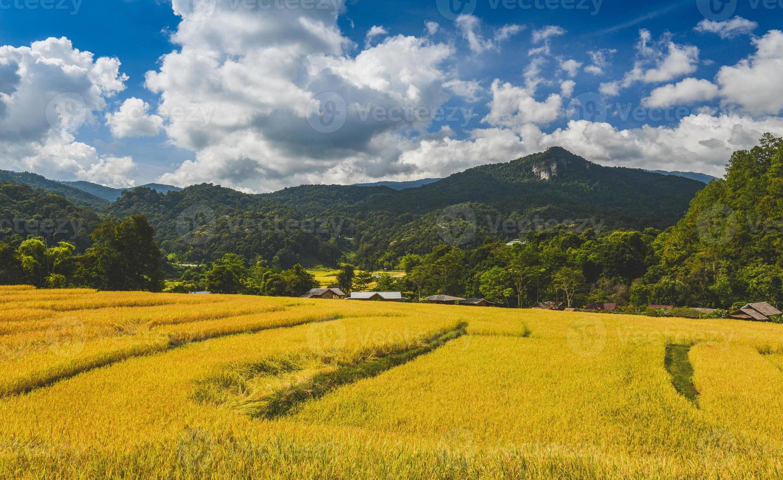 geel gouden rijstterrassen veld in bergzicht. foto