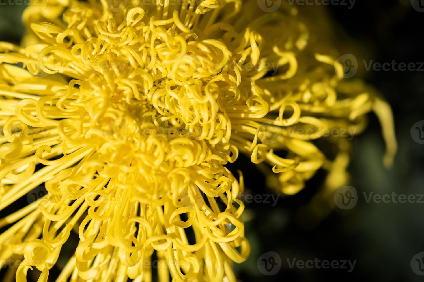 grote gele chrysanten in het park foto