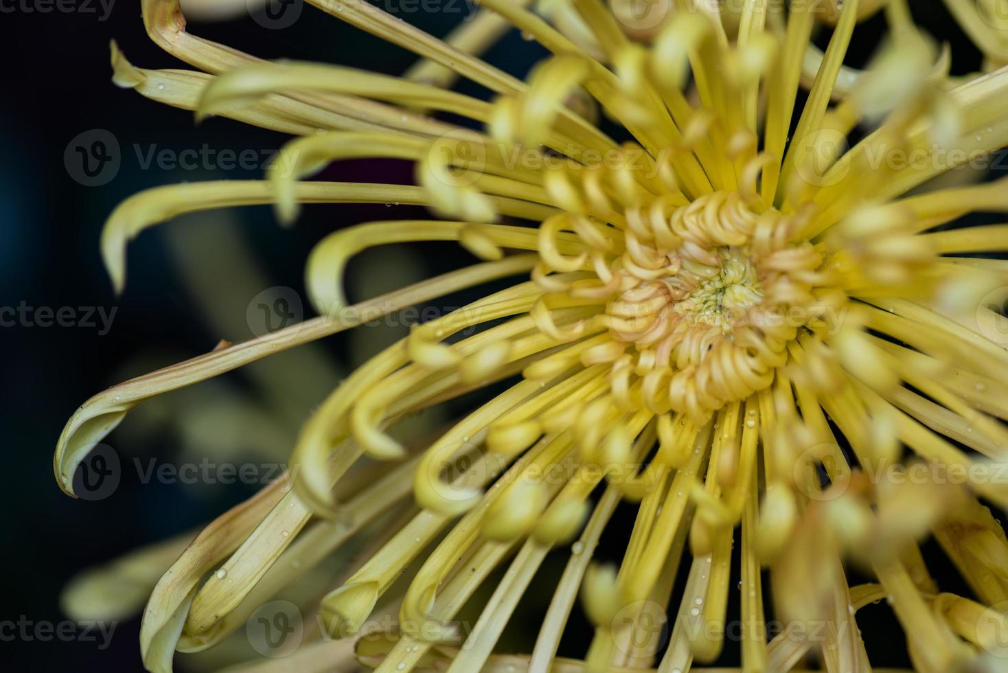 grote gele chrysanten in het park foto