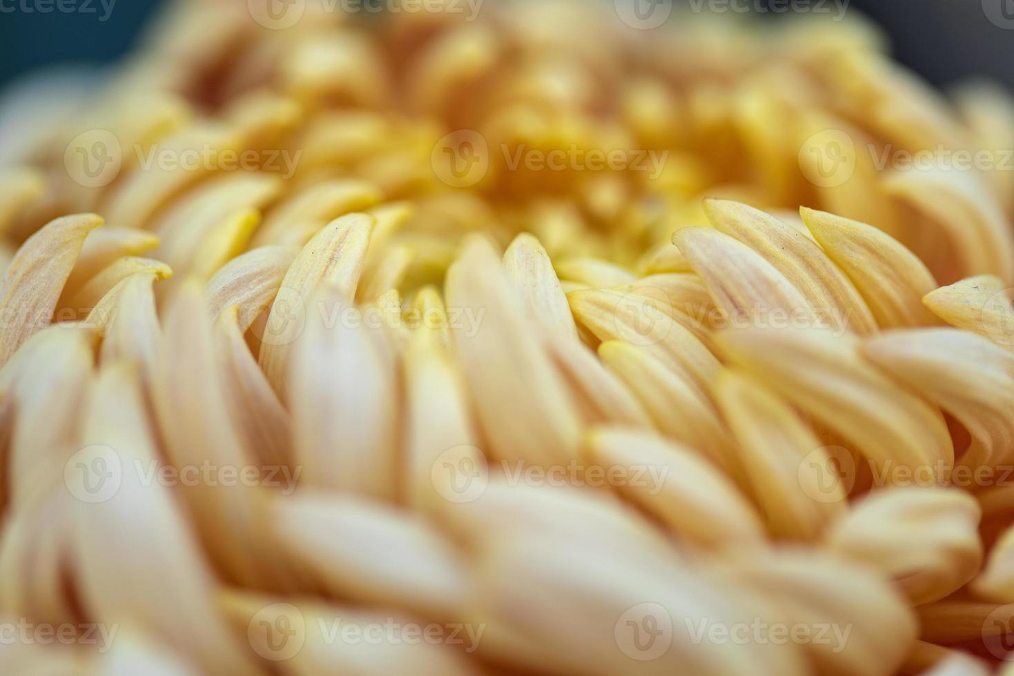 grote gele chrysanten in het park foto