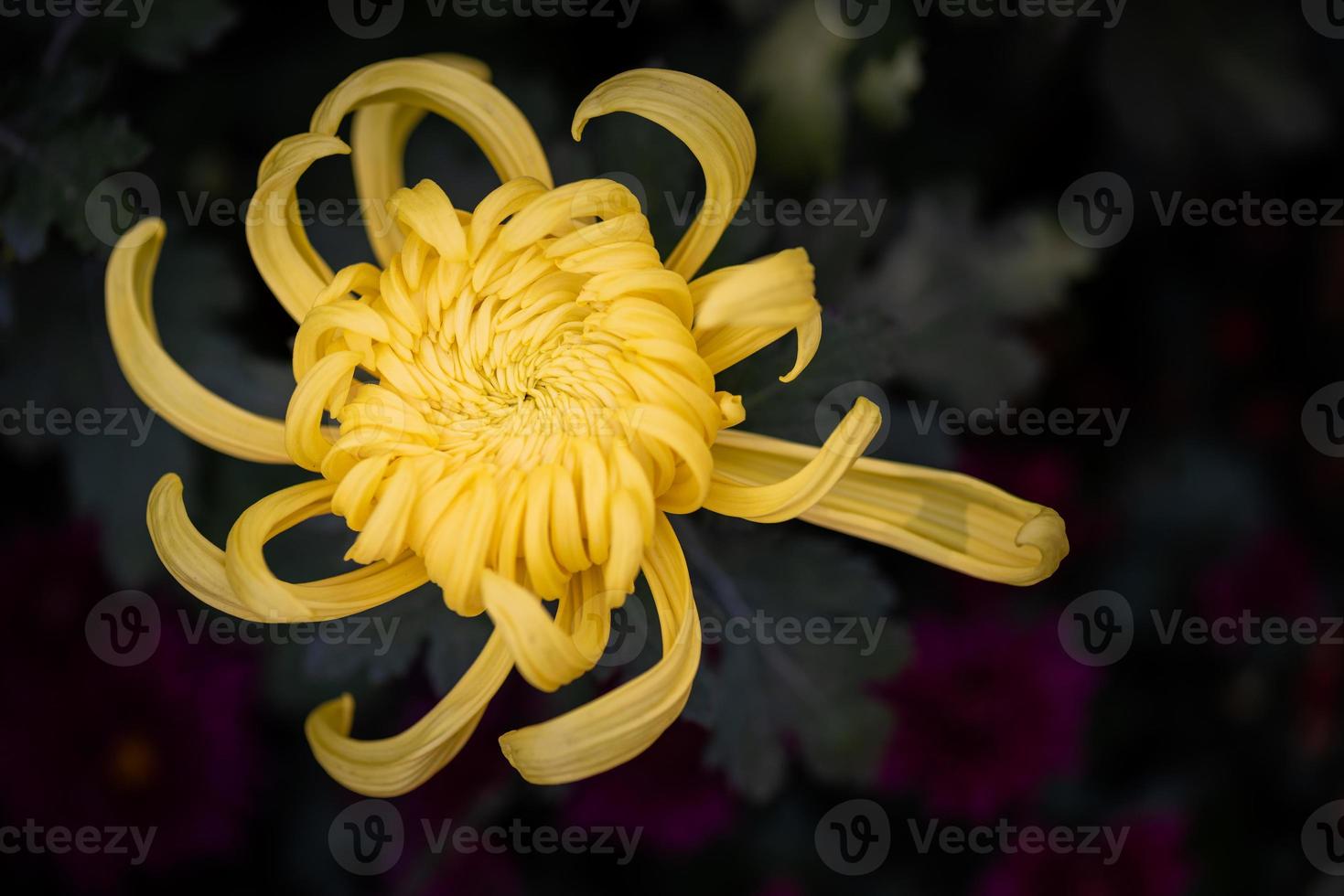 grote gele chrysanten in het park foto