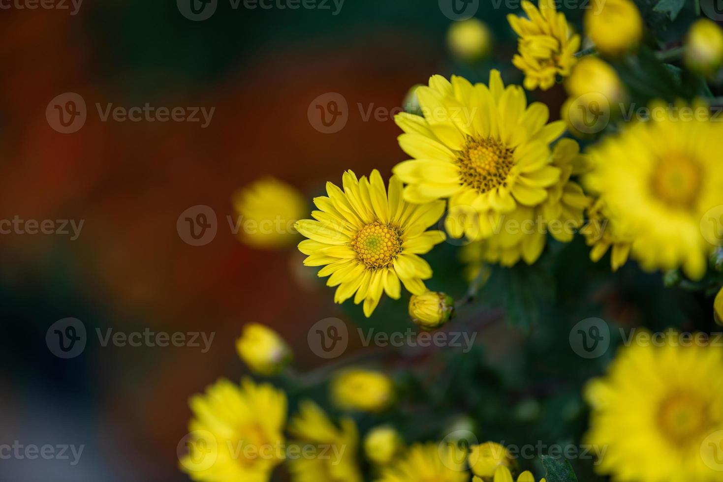 kleine gele wilde chrysanten in het park foto