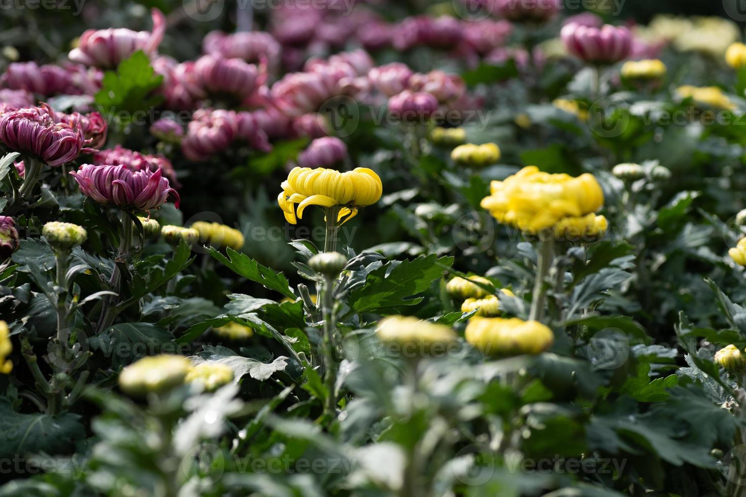 kleine gele wilde chrysanten in het park foto