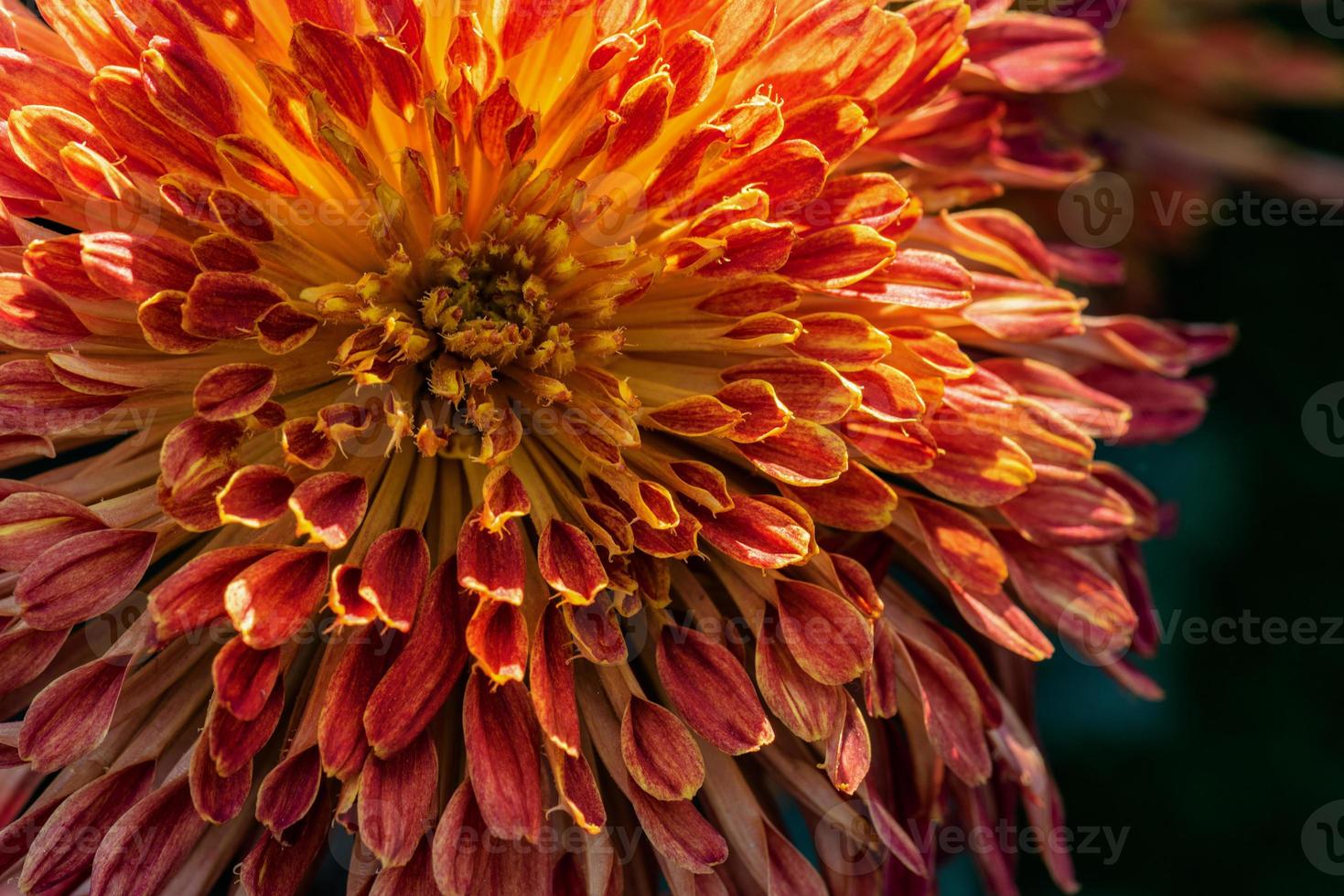 kleine rode wilde chrysanten in het park foto