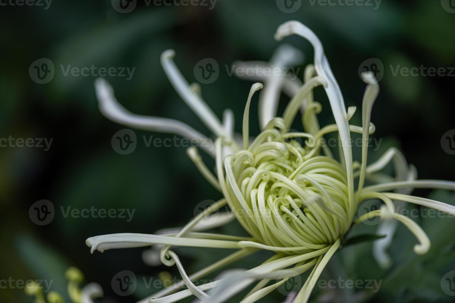 lichtgroene grote chrysanten staan in het park foto