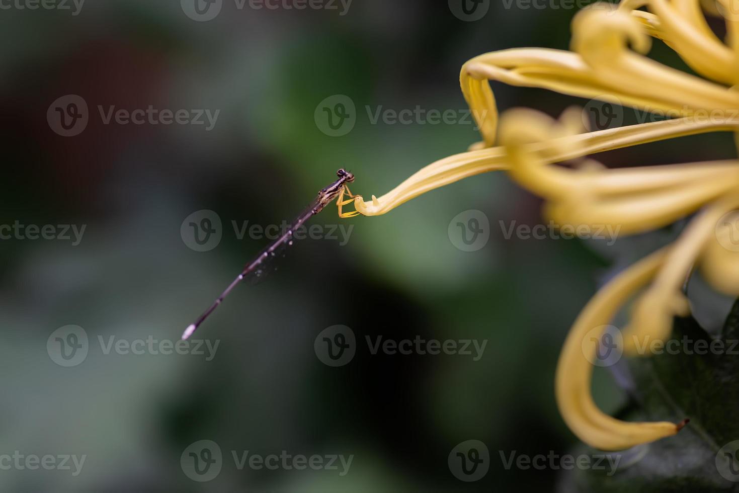 gele chrysanten zijn in het wild foto