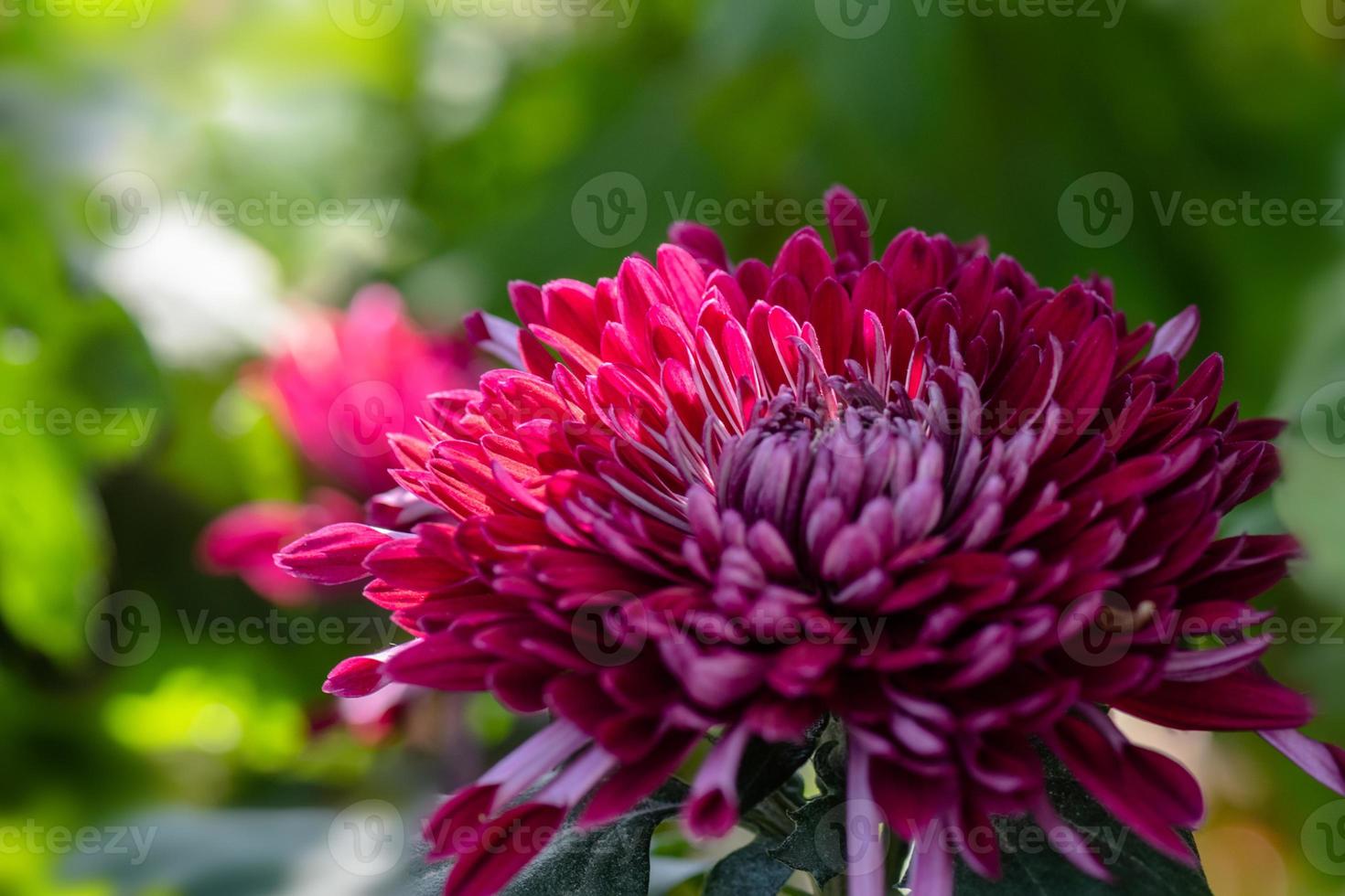 allerlei chrysanten staan in het park foto