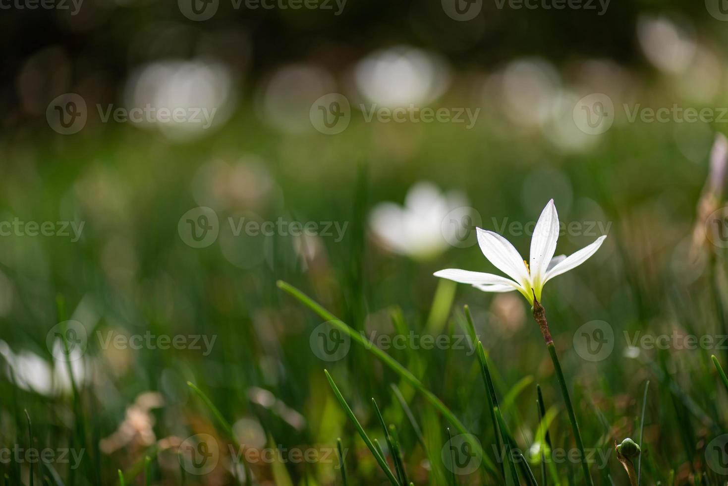 allerlei chrysanten staan in het park foto