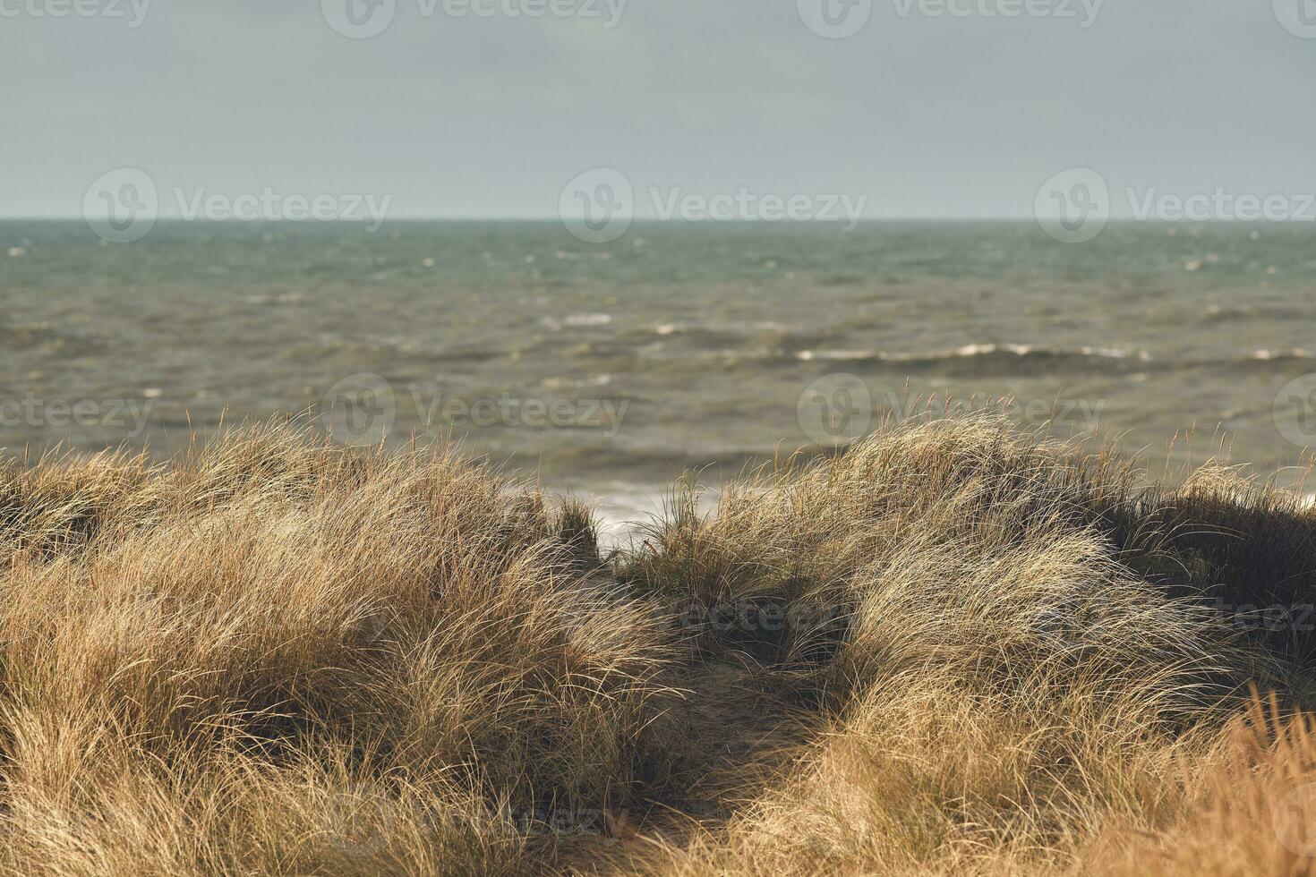 wind in de gras duinen van Denemarken foto