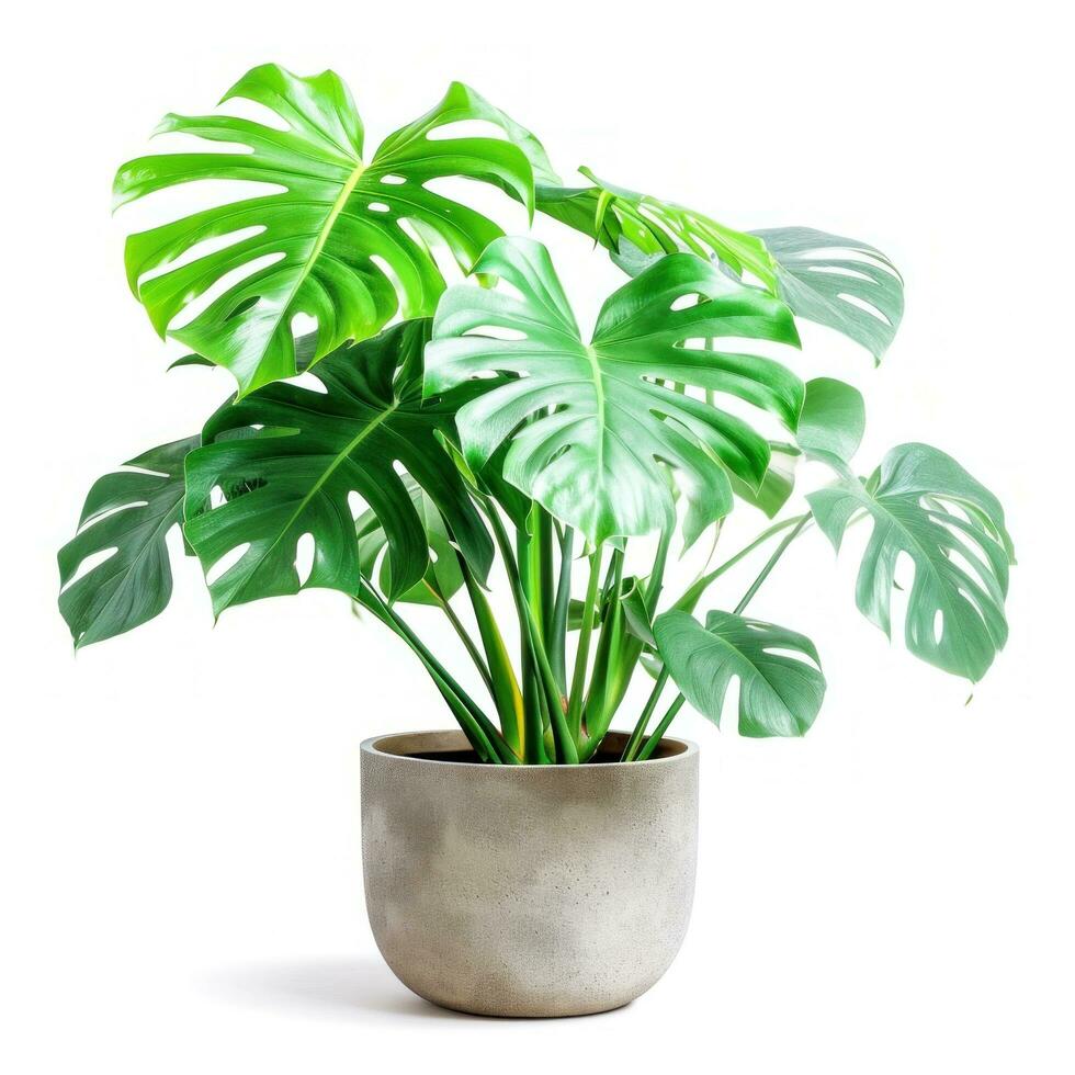 ai gegenereerd monstera fabriek Aan pot geïsoleerd foto