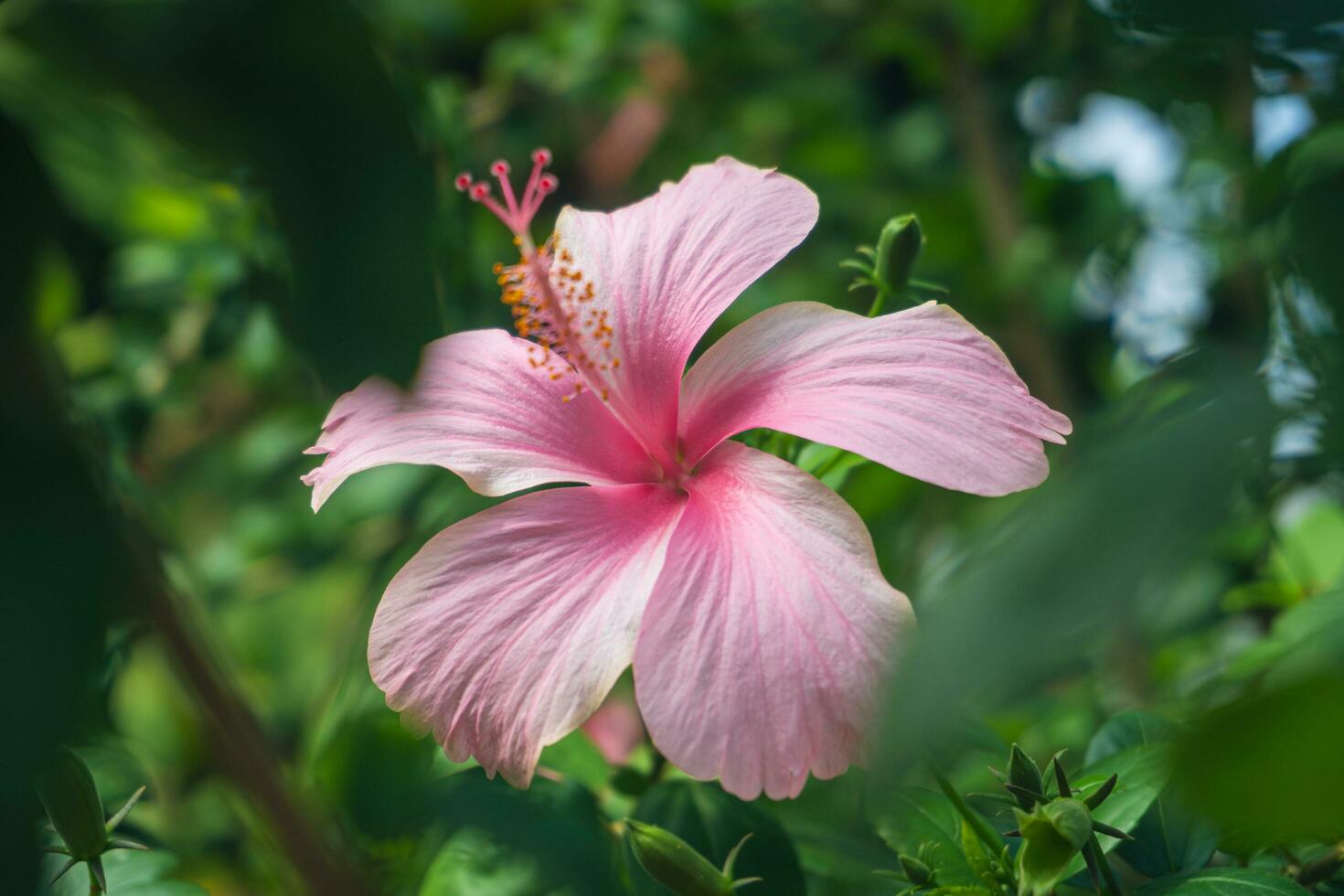 dichtbij omhoog van bloeiend roze hibiscus rosa-sinensis bloem Aan wazig natuurlijk groen achtergrond met kopiëren ruimte. foto