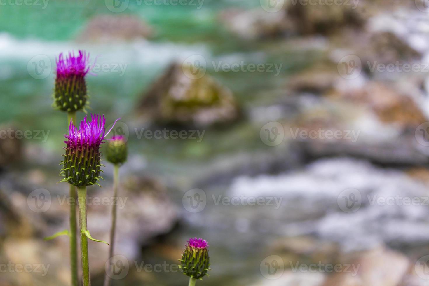 paarse distel bloem plant voor turquoise rivier noorwegen. foto