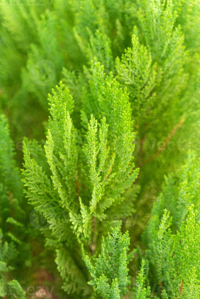 groene stekelige takken van een pelsboom of dennenboom voor achtergrond. foto