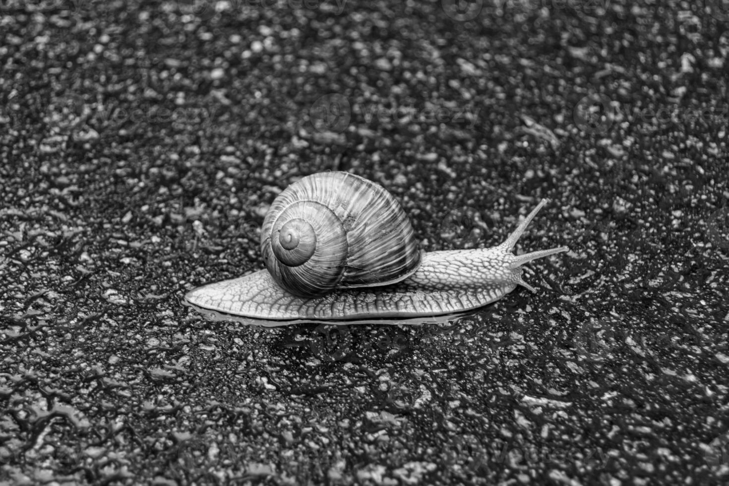 grote tuinslak in schelp kruipend op natte weg, haast je naar huis foto