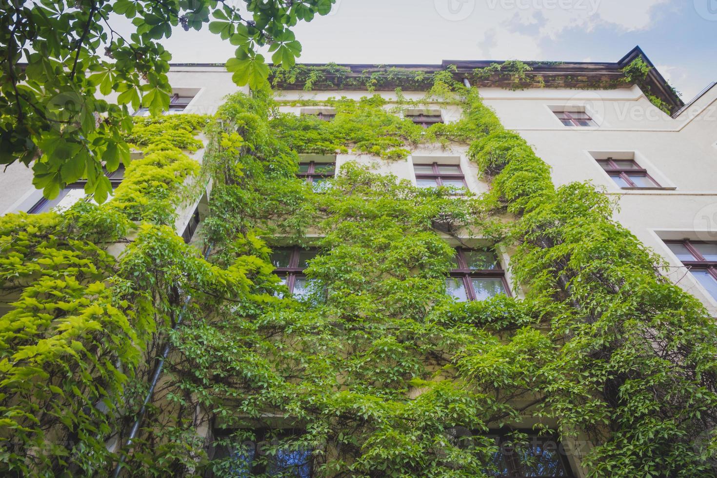 flatgebouw bedekt met groene klimopplant foto