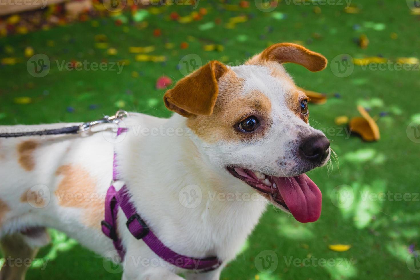 schattige jack russell terrier hond in het park foto