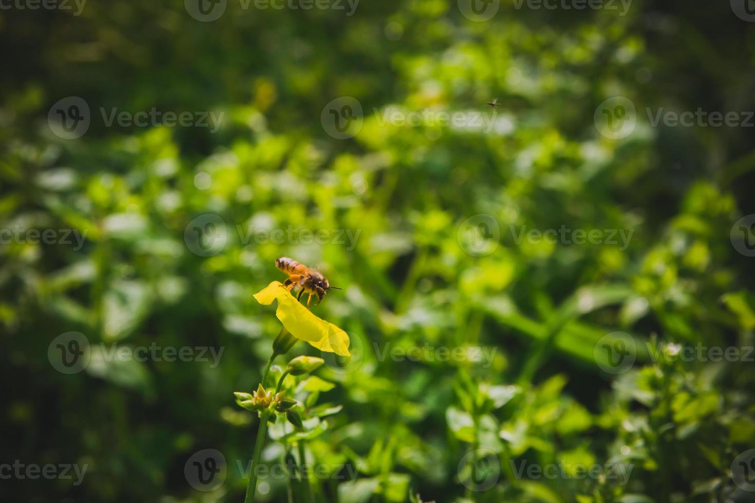 bij op gele bloem foto