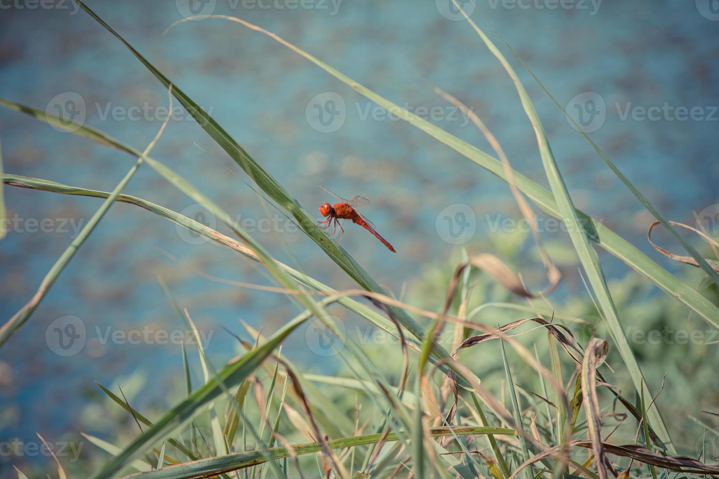 rode libel die op een blad rust foto