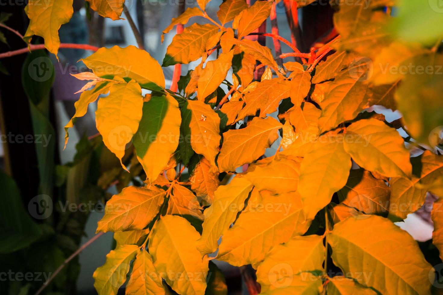 bladeren verlicht door oranje led-licht foto