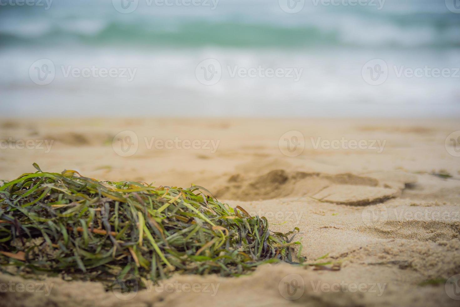 close-up van algen op het strandzand foto