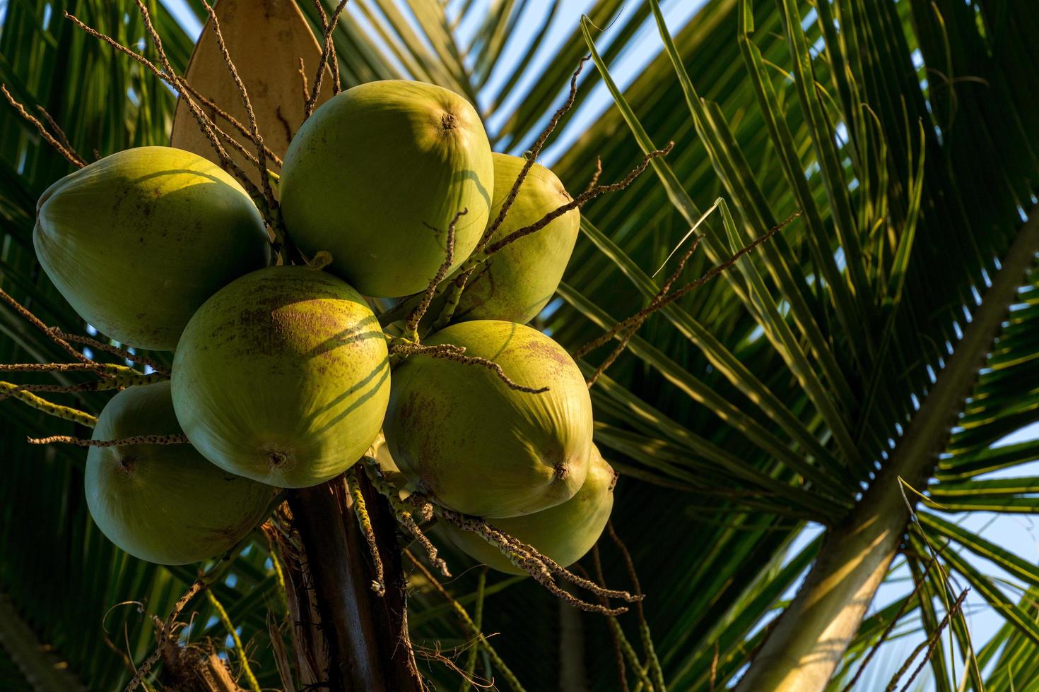 kokospalm vol kokosnoten op een zonnige dag foto